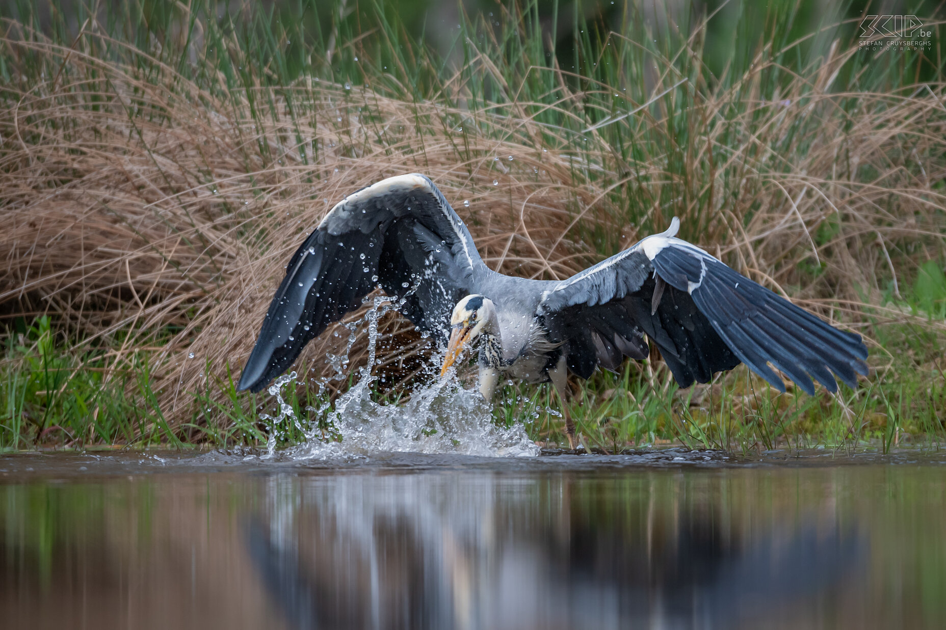 Rothiemurchus - Grey heron  Stefan Cruysberghs